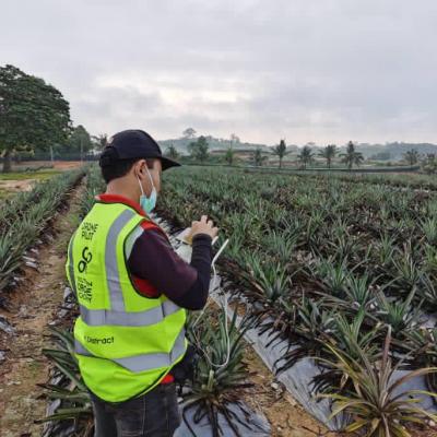 Mapping Pineapple Plantation Mpib 10